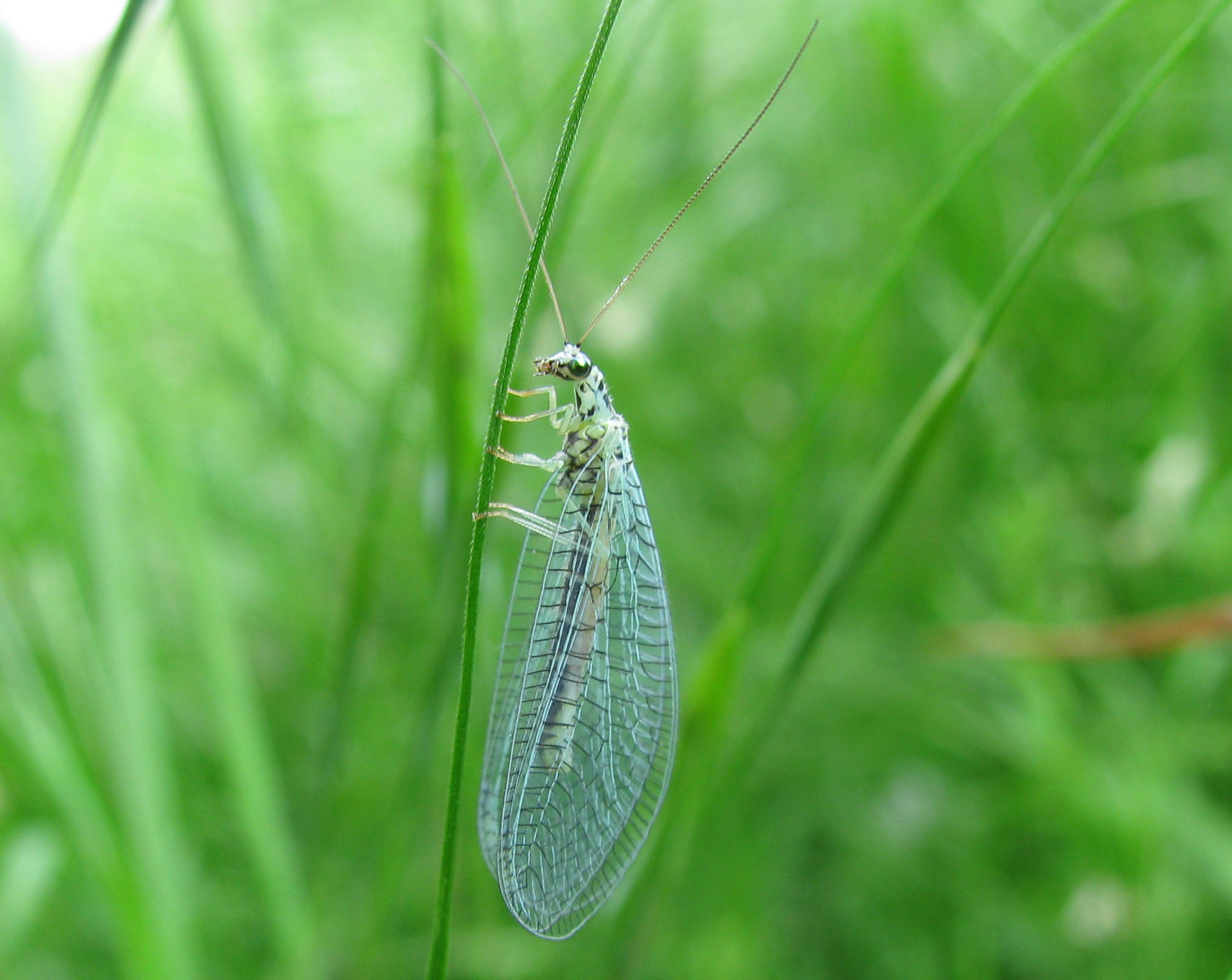 Chrysopa perla (Chrysopidae)